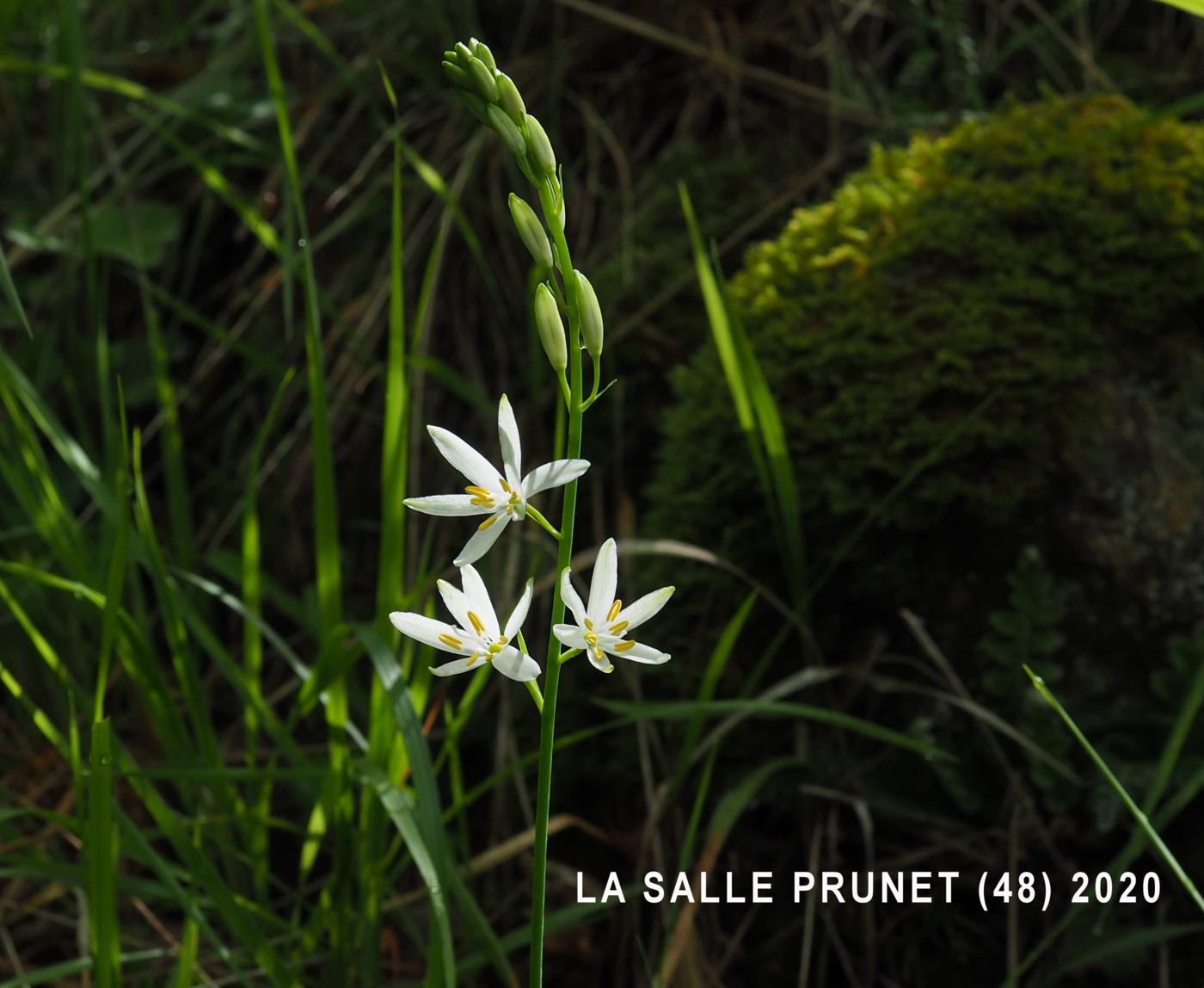 St.Bernard's Lily flower